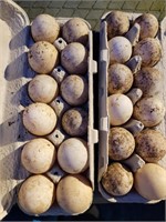 1 dozen fertile duck eggs