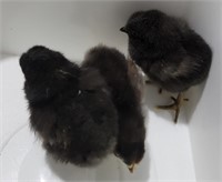 Lot of 3 black maran x chicks 1 week old