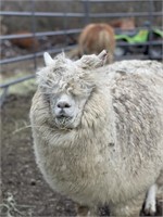 In-Tacked Male  Alpaca