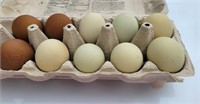 DARK Olive Egg Fertile DOZEN