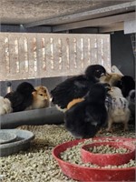 Lot of 5 week old barnyard mix chicks