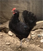 Chicken - 1yr old - laying hen