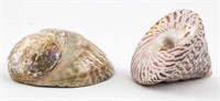 Trochus & Abalone Seashells, 2