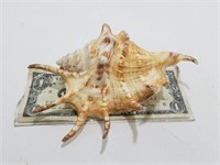 Medium Size Natural Spider Conch Shell T295