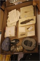 Box of fossils
