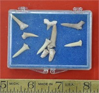 Shark teeth fossils
