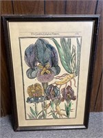 VINTAGE STYLE FRAMED BOTANICAL IRIS PRINT ON