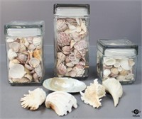 Sea Shells in Glass Jars