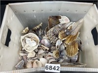 Large Box of Seashells