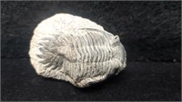 Trilobite 2" Grey in Grey Stone