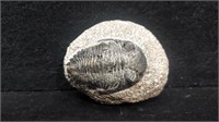 Trilobite 2 1/2" Grey in Grey Stone