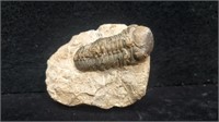 Trilobite 2 1/4" Grey in Tan Stone