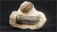 Two Trilobites in Grey Stone