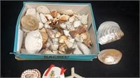 Box of Seashells, Star Fish, Coral...