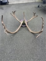 Caribou antlers 34 inch across 39 inch long  10