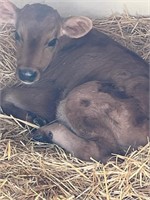 Jersey Bottle Bull Calf - Born 3/27