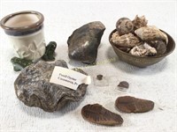 Oyster Fossil, Shells, Fern Fossil, & More