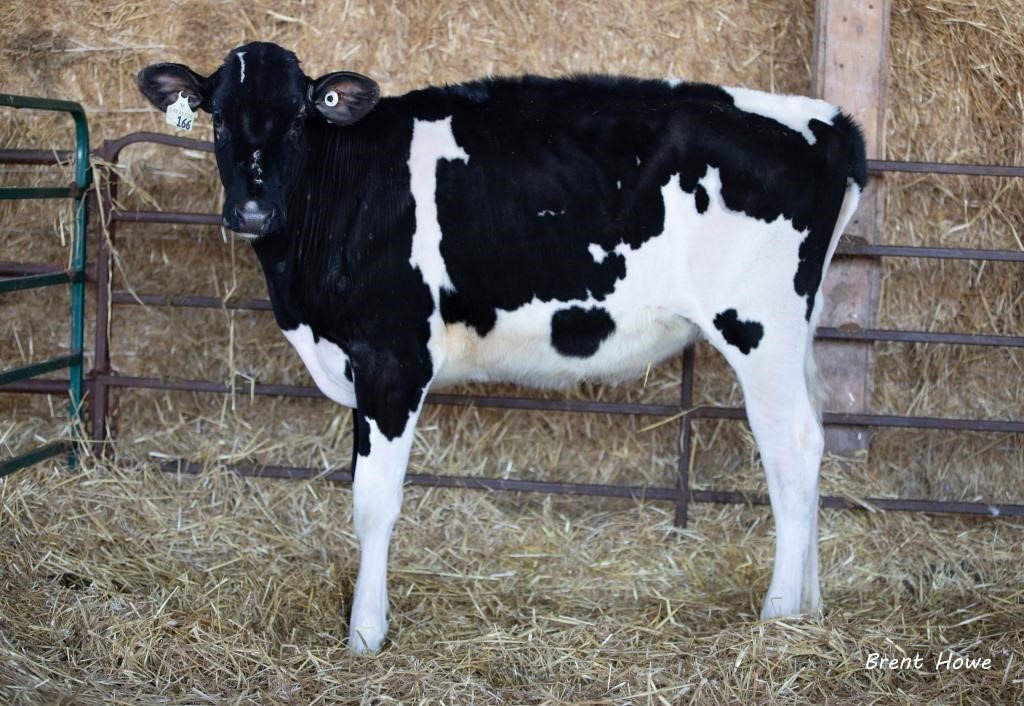 Century of Holsteins Celebration Sale - April 1, 2023