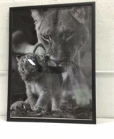 Framed Black & White Lion Poster K15D