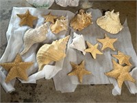 Nice Selection of Large Sea Shells & Starfish