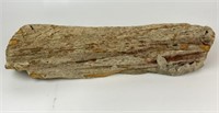 1.5' Petrified Wood Specimen