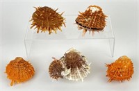 Selection of Spiny Oyster Sea Shells
