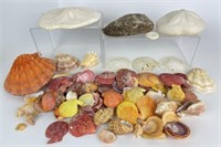 Selection of Sea Shells
