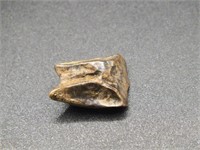 TRICERATOPS SHED TOOTH