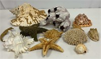 Collection of Shells and One Sea Horse