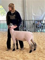 Reserve Grand Champion Lamb - Cooper Stewart