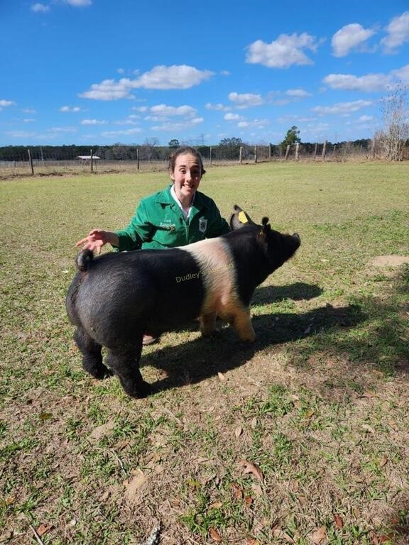 3/31/2023 Citrus County Fair Youth Swine Auction