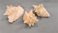 (3) Conch Shells