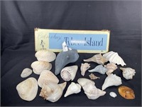 Collection of Tybee Island Sea Shells