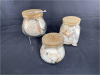 Collection of Tybee Island Sea Shells