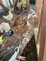Lot of TWO Speckled Sussex Pullets