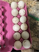 Fertile Ancona duck eggs