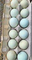 2 Dozen Blue/Green Fresh Eggs
