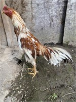 Oriental Gamefowl Rooster