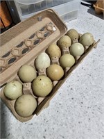 1 dozen Fertile olive egger eggs