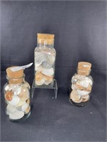 Tybee Seashell Collection