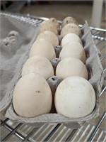 One Dozen Fertile Duck Eggs