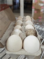 One Dozen Fertile Duck Eggs