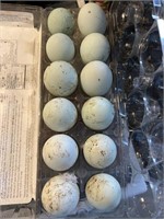 1 dozen Crested Cream Legbar hatching eggs