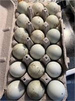 18pack Rare white Legbar hatching eggs