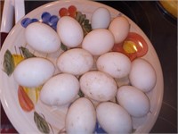 1 dozen Fertile Duck Eggs