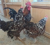 TRIO Speckled Sussex 2 hens, 1 rooster