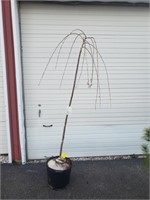 WEEPING PINK CHERRY TREE (TALL GRAFT)