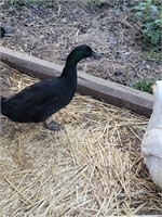 1 year old Cayuga duck