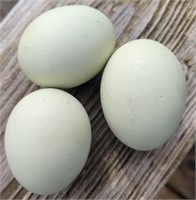 1 Dozen Legbar Cross Eggs