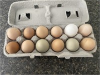1 dozen Fresh chicken eggs